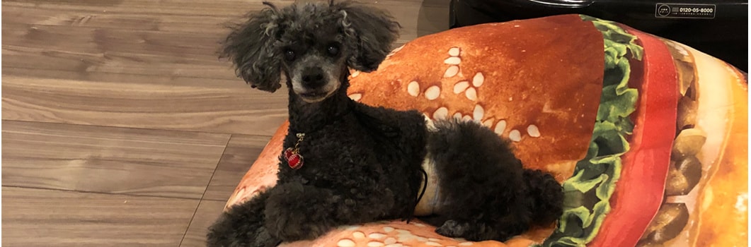 おおにし動物病院